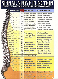 وظائف الأعصاب الطرفيه