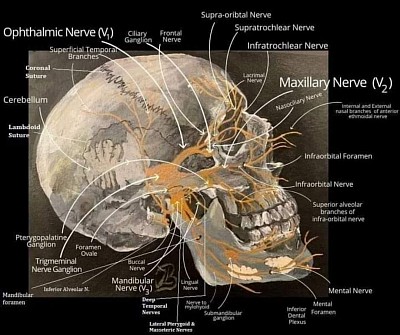 تتميز عياده الدكتور أسامة الشاعر لجراحة المخ والأعصاب بأنها عياده تشخيصيه اوليه